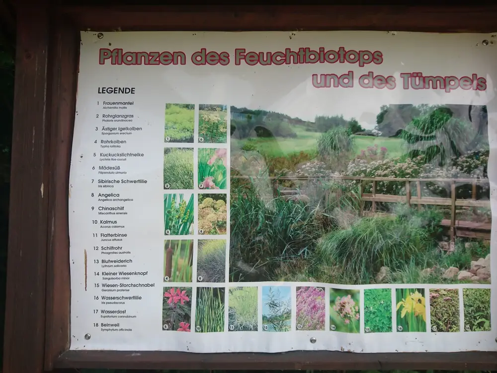 Tafel mit den Pflanzen des Feuchtbiotops