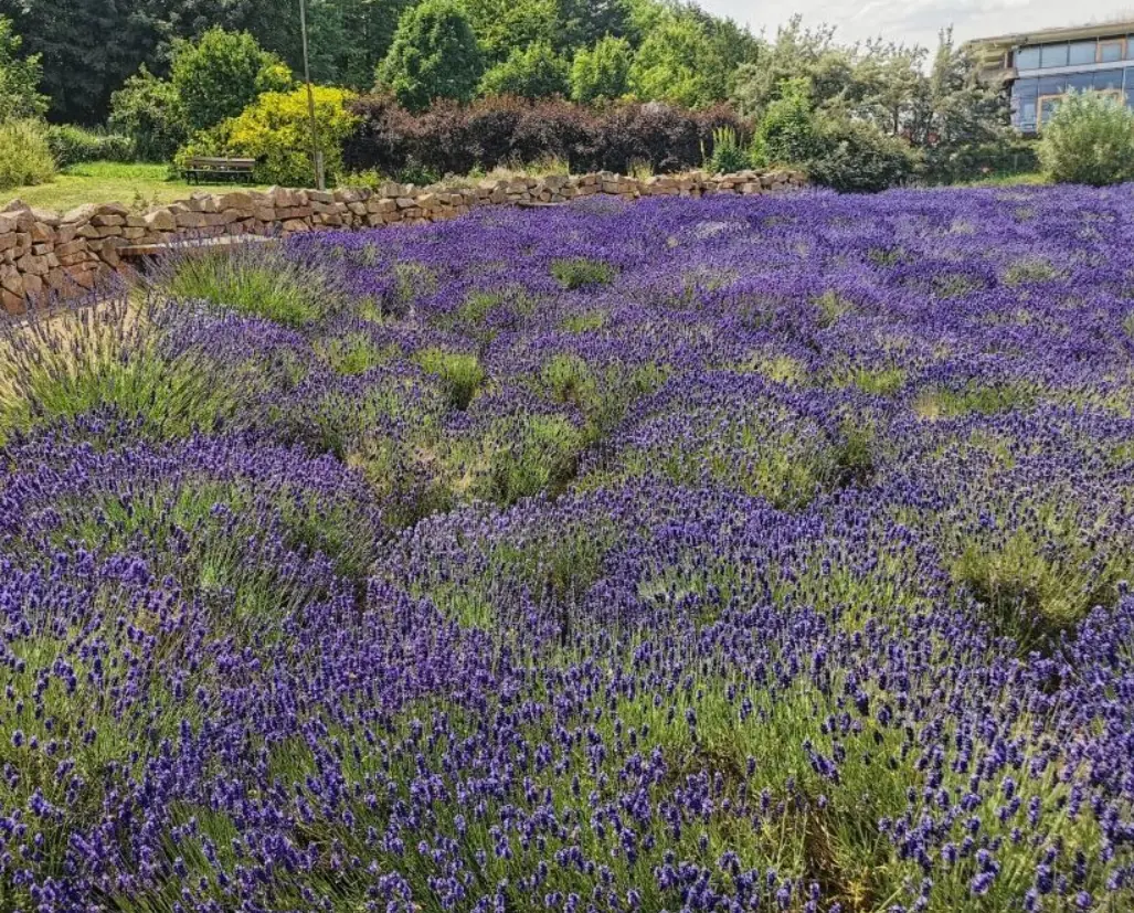 Blühender Lavendel im Erlebnisgarten aus der Nähe
